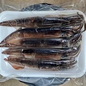당일바리 속초생물오징어 10미(5미 x 2팩) 2kg